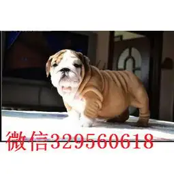  葫芦岛哪里有卖斗牛犬的纯种白色英国斗牛犬斗牛犬图片高品质英国斗牛犬幼犬