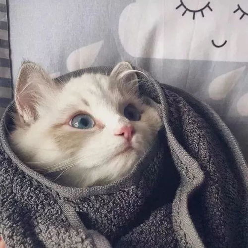 都2018年年末了,我还是没找到一起用猫咪情侣头像的人...
