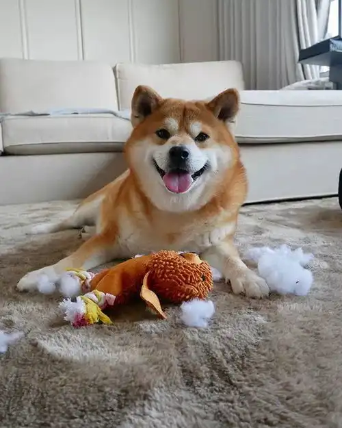  柴犬的笑容也太撩人了