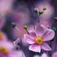  背影花朵女人头像微信头像图片大全