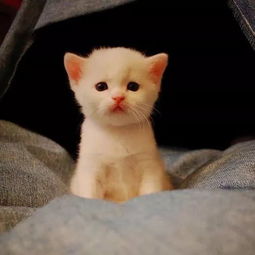  猫我把jiojio吞掉了,怎么办