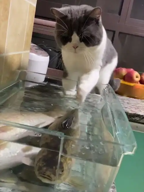  猫吃鱼这个常识是怎么形成的