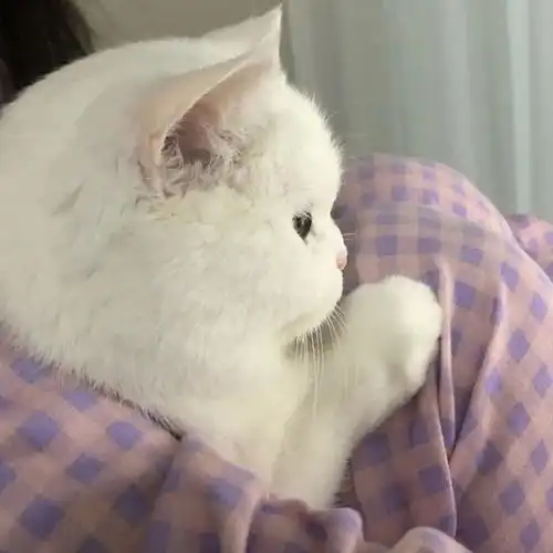 可爱情侣头像动物徐凤年