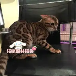  图纯种豹猫出售疫苗做齐终身质保签协议长春宠物猫