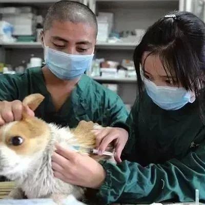 情侣头像猫猫狗狗主人
