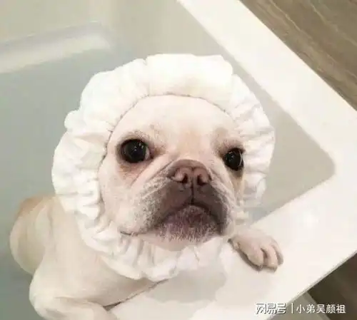  7个饲养法国斗牛犬的小心机,难怪别人家的狗能活这么久
