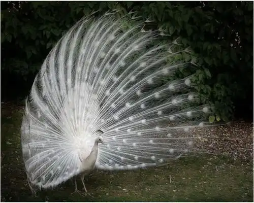  白孔雀开屏有什么寓意