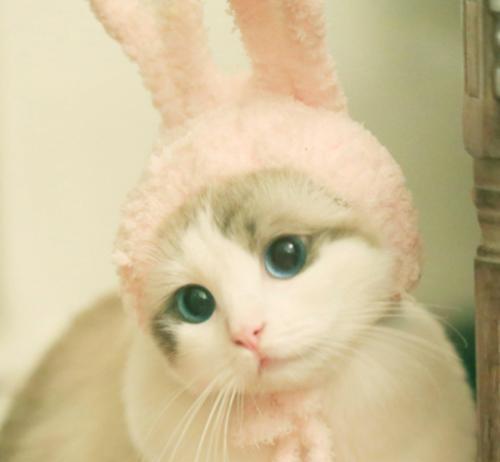  猫咪摇尾巴就是高兴恰恰相反,别再一厢情愿了猫我超气的