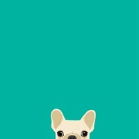  斗牛犬头像图片大全2020微信头像图片大全