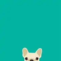  斗牛犬头像图片大全2020微信头像图片大全
