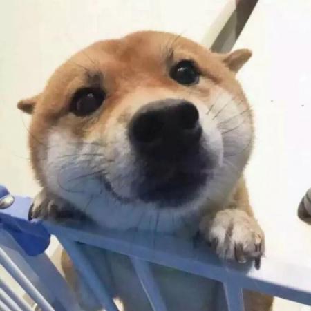 情侣头像猫猫狗狗沙雕