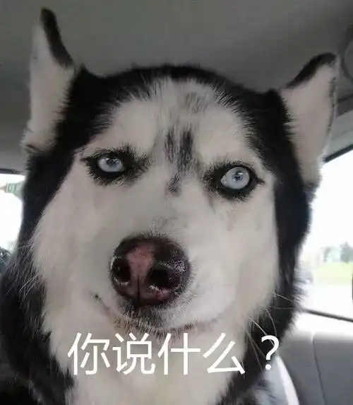  柴犬不红,天理难容