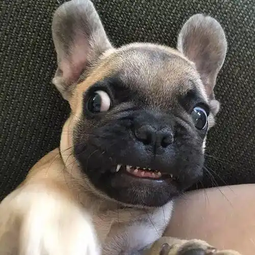  萌犬家有法国斗牛犬是一种怎样的心情
