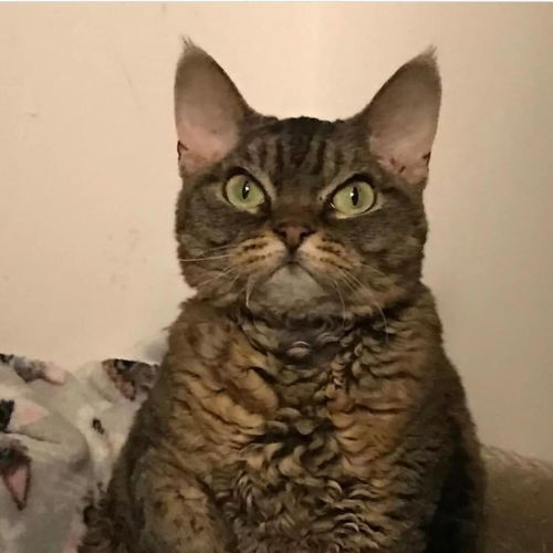  全家都劝我别养那只凶猫,但后来真香