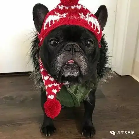  法国斗牛犬和英国斗牛犬谁最适合戴帽子谁戴帽子最奇葩宠物萌宠斗牛犬图片