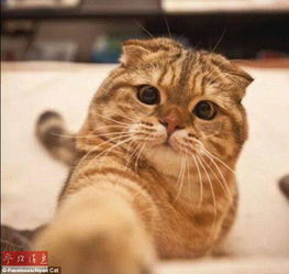  猫咪自拍照走红不让人类专美于前