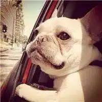  社会的狗是真的强丑萌斗牛犬头像