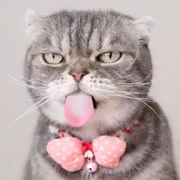 头像猫咪图片情侣头像mp