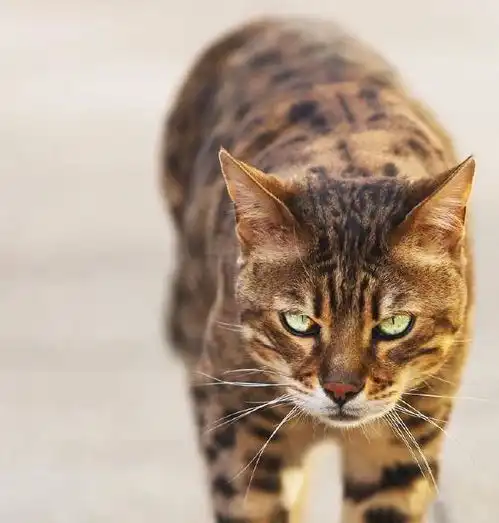  天生颜值高还具有王者气质,孟加拉豹猫就是这么霸气侧漏