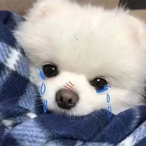  动漫女头在没有风的地方找太阳,在你冷的地方做暖阳