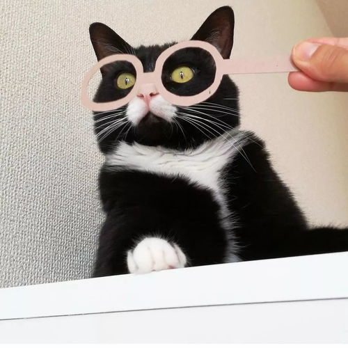  一只用鼻子发射爱心的奶牛猫,模样可爱又魔性