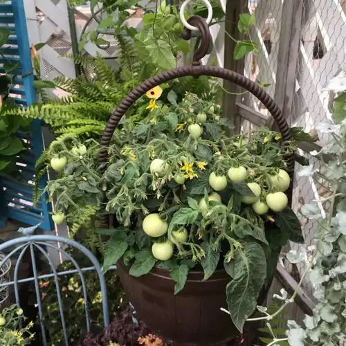 东莞珊2017版番茄爆果成球种植记录 东莞珊2017版番茄爆果成球种植记录