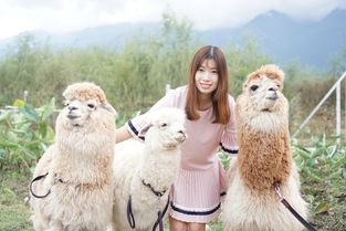  小情侣一路向西去大理附洱海最美拍照点攻略古城环海路海舌公园双廊