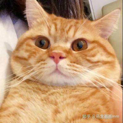情侣头像猫猫狗狗橘猫