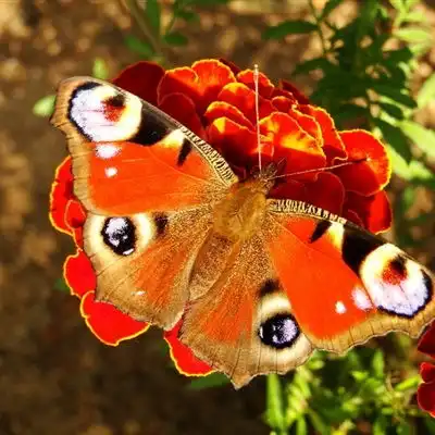  好看的qq头像,漂亮优雅的孔雀蝴蝶图片
