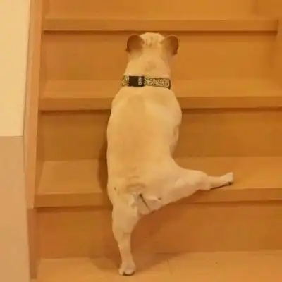 狗狗情侣头像一左一右二哈情侣头像蠢萌一对  狗狗情侣头像一左一右二哈情侣头像蠢萌一对