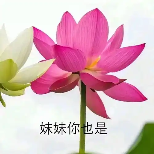 抖音感情文字图片头像自
