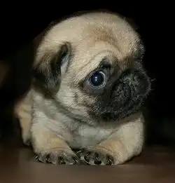  大家看看这个是不是斗牛犬