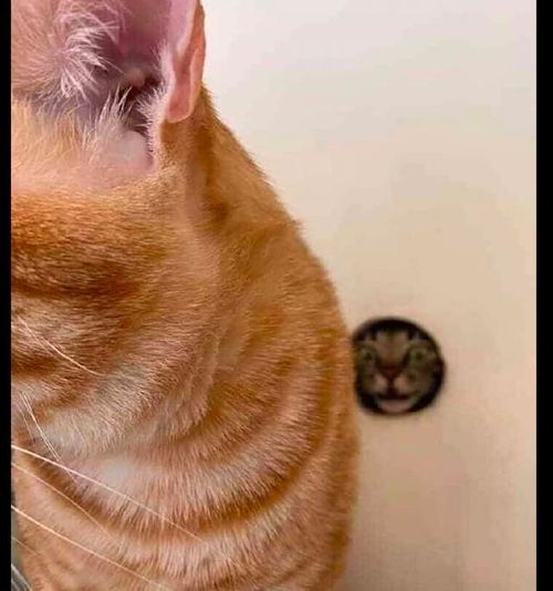  猫透过小孔暗中观察另一只猫,表情看起来有点恐怖,又有点猥琐呀