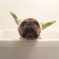 斗牛犬情侣头像情侣手机