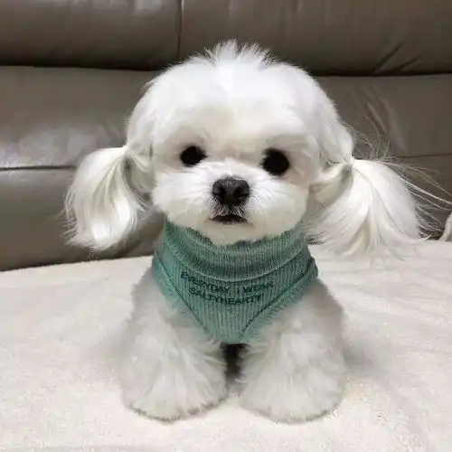  千亿宠物不掉毛的狗狗有哪些盘点不掉毛的八种狗狗,养它就对了