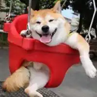  柴犬情侣头像秋千微信头像图片大全