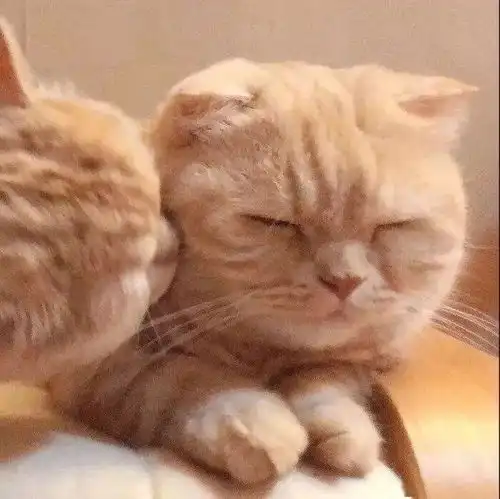 男孩和猫情侣头像风格演