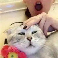 美女抱英短蓝猫头像微信头像图片大全