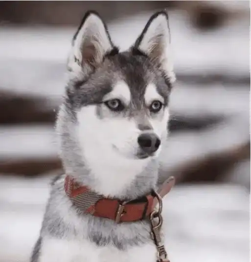 哈士奇祸祸了柴犬,生下一只混血小奶狗,网友又一盛世美颜
