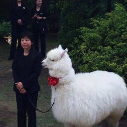 羊驼头像情侣证婚