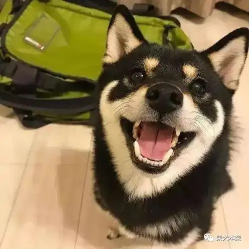  如何辨别黑色柴犬