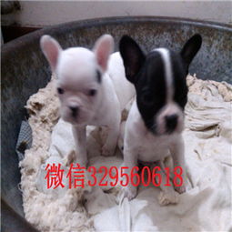  黄南州纯种法国斗牛犬多少钱一只奶油色法国斗牛犬斗牛犬图片法斗幼犬小方体