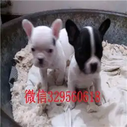  黄南州纯种法国斗牛犬多少钱一只奶油色法国斗牛犬斗牛犬图片法斗幼犬小方体
