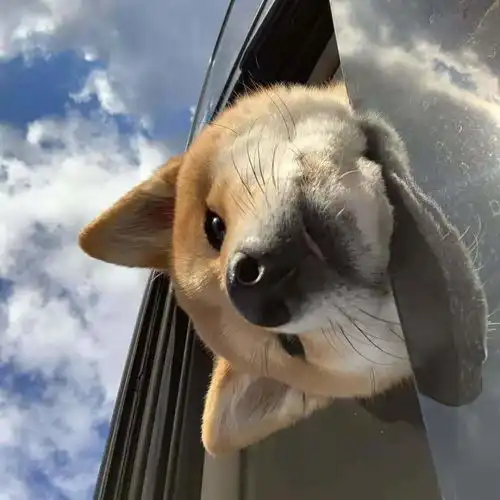  文案520单身狗专用小句子