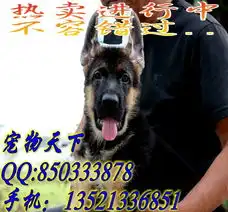  北京哪里有卖大头锤系德牧的德牧图片