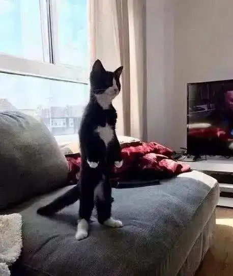  猫咪每天在家掐好时间等主人回家,迎接的方式也是非常特别了