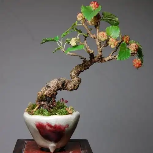 一直想在家种果苗却不知道怎么选这8款最热门,你值得一试 一直想在家种果苗却不知道怎么选这8款最热门,你值得一试