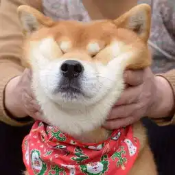  如果说哈士奇是狗中的表情帝,那柴犬绝对就是戏精奥斯卡都欠它一个小金人