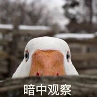  大肥鹅往前冲表情包微信头像图片大全