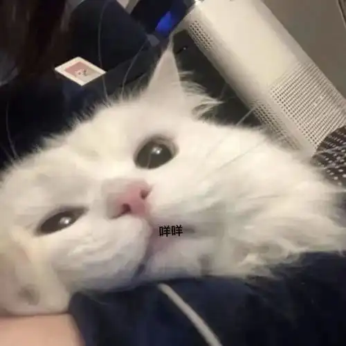 头像猫咪图片情侣头像喜